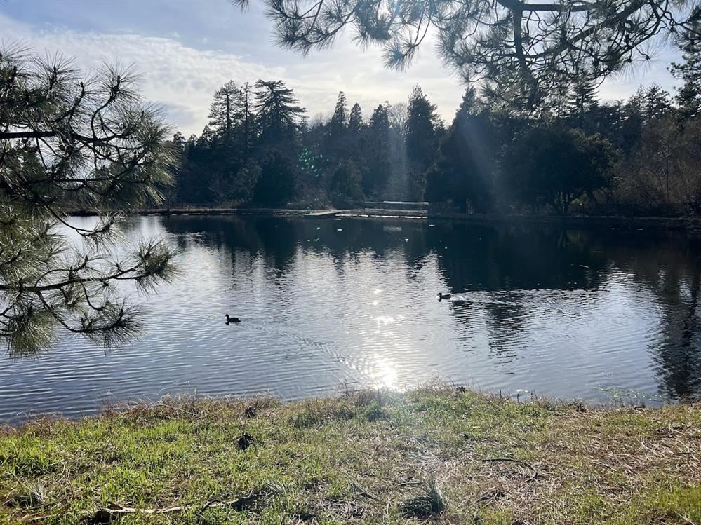 Camp Pond Camp Pond